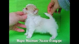 ЦЕНЫ НА ЩЕНКОВ - ВСЕ ЩЕНКИ НА 