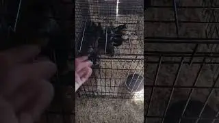 How To Add New Chicks To An Established Flock
