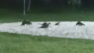 OTTERS PLAY AT BEACH VOLLEYBALL SAND PIT
