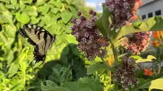 Milkweed is a pollinator magnet