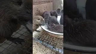 Пришла жара, нутрии с воды не вылазят!