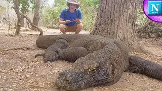 Komodo Dragons: World's Largest Lizard 
