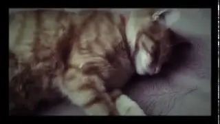 Кіт Рижик