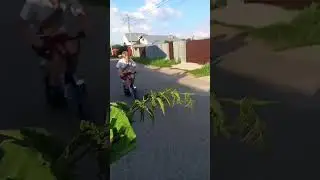 крапива)