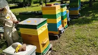 Продажа маток Ф1. Материал от Доброго Плотника