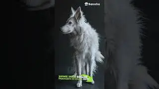 #Shorts 🐺 10 Волчьих Собак 🐺 Узнайте, Кто Лучше Хаски