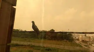 કબૂતર જુઓ આવીને બેઠું છે. શાંતિ દૂત #pigeon #morningvibes #pigeon #peaceofmind #peacefulvibes
