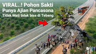 VIRAL..! POHON PANCASONA TIDAK MATI TIDAK BISA DI TEBANG