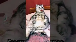 Кот говорящий рот. Коротко о моей фигуре после праздников