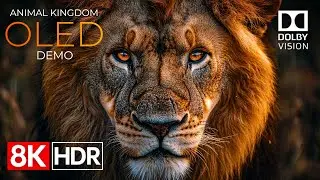 Animal Kingdom OLED Demo HDR 8K Ultra HD Dolby Vision™ 60fps