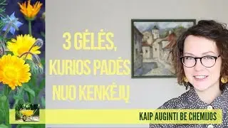 3 gėlės, kurios apsaugo daržą nuo kenkėjų