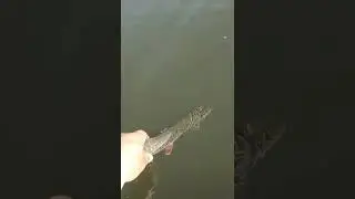 РЫБАЛКА НА ЩУКУ. ПОЙМАЛ - ОТПУСТИ!!!