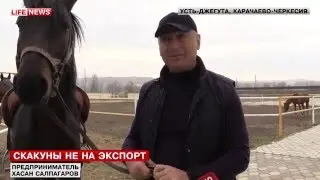 Скакуны на экспорт. Хасан Салпагаров разорвал контракт с Турецкими бизнесменами на сумму 200 тыс дол