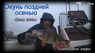 Окунь поздней осенью. Дропшот. Лиепайское озеро 2021.