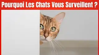 Pourquoi les chats ne cessent-ils de surveiller leurs propriétaires ?