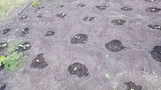 ВЫСАДКА ТАБАКА