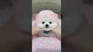 #cutepuppies #viralvideo #trendingshorts #ytshorts #subscribe#viral