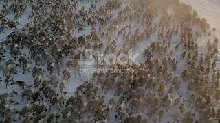 Aerial Fix Camlargest Reindeer Herd Moving Canadanorthwest Territories Sunset Stock Video   Download