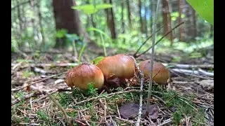Валуи,  разные красоты и сюрпризы, прогулка в ближнем ельнике