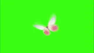 Green screen | Butterfly footage on a green and black background | Footage |  Download | №64