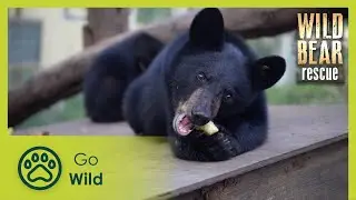 Helter Shelter | Wild Bear Rescue S02E08 | Go Wild