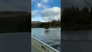 НИ ЧЕГО НЕ ОБЫЧНОГО ПРОСТО ЛОСЬ БЕЖИТ ПО ВОДЕ                   