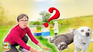 ЧТО СТАЛО с огородом после ГРАДА? Решили не экономить!