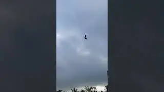Elang terbang bebas makan di udara(air attack) vs WBSE soaring