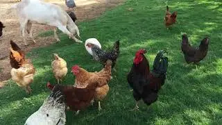 rooster free to subscriber