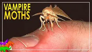Mosquito Moths – Fruit Muncher Turned Blood Sucking Vampire