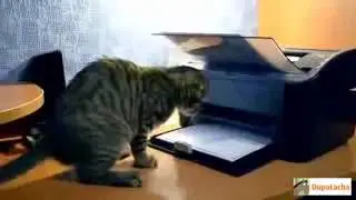 Лучшие Приколы с Кошками  Апрель 2013!!!