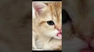 Cat lovers #viralvideo #cat
