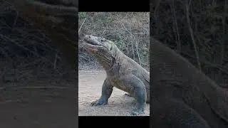 El delicioso almuerzo de un Dragón de Komodo. / The delicious lunch of a Komodo Dragon.