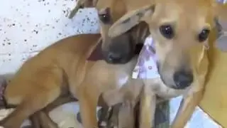 Какие милые, смешные собаки