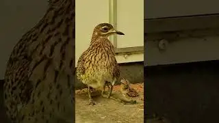 Hoera! Er zijn twee Kaapse grielen geboren!