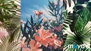 Интро ♡||Ava pip play