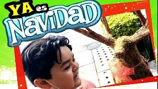 Preparando la Navidad | Festival de la flor de nochebuena en CDMX