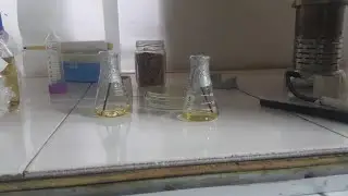 Culture Starter Eschericia coli strain BL21 (Metaloprotease and Putative Chitinase Gene)