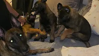 puppies playing rough