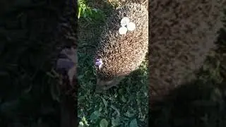 ЁЖИК🦔❤ #ёжик#ежи#ежики#ёжики#shorts