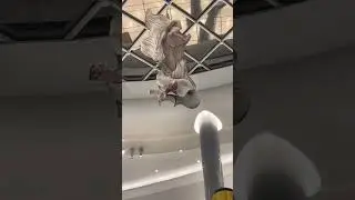 Абу-Даби