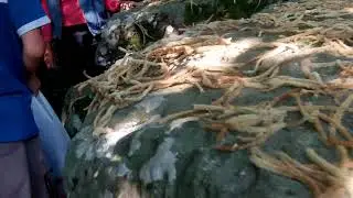 Дольмены реки Аше, Калеш, Сочи