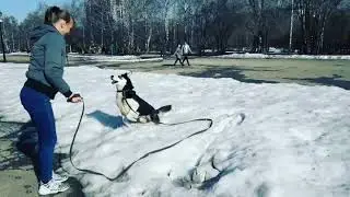 Хаски Зевс и сугроб.