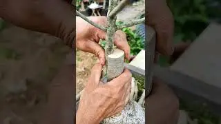This Is How They Help Trees Grow Stronger! 💪🌴