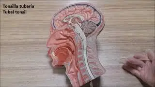 Pharynx anatomisi