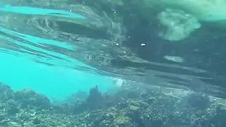 Snorkeling In Maui