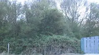 Nachtegaal