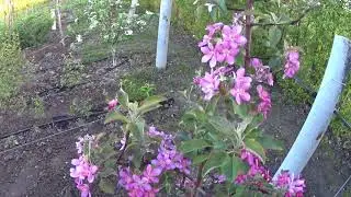Цветение красномякотной яблони Байа Мариса Baya Marisa
