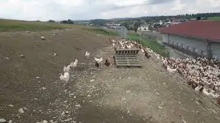 Мургхонаи  замонави.