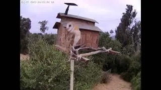 Extended Look at #OwletFinley.  Owl Box OSC - 6/22/23 - 5:28 am